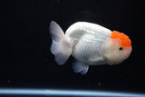 Juvenile Lionchu  Red White 4 Inch (ID#1115R2c-19) Free2Day SHIPPING