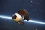 Short Body Thai Oranda  Panda 3 Inch (ID#1018To14b-75) Free2Day SHIPPING