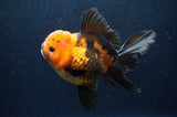 Thai Oranda  Tricolor 5.5 Inch (ID#415T6c-112)