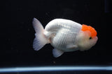 Juvenile Lionchu  Red White 4 Inch (ID#1115R2c-19) Free2Day SHIPPING