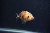 Baby Ranchu  Calico 3 Inch (ID#0103R9c-36) Free2Day SHIPPING