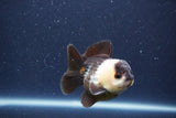 Short Body Thai Oranda  Panda 3 Inch (ID#1018To14b-75) Free2Day SHIPPING