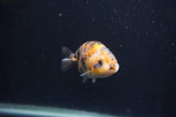 Baby Ranchu  Calico 3 Inch (ID#0103R9c-36) Free2Day SHIPPING