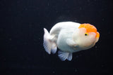 Juvenile Lionchu  Red White 4 Inch (ID#1115R2c-19) Free2Day SHIPPING