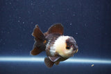 Short Body Thai Oranda  Panda 3 Inch (ID#1018To14b-75) Free2Day SHIPPING