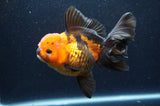 Thai Oranda  Tricolor 5.5 Inch (ID#415T6c-112)