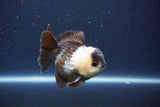 Short Body Thai Oranda  Panda 3 Inch (ID#1018To14b-75) Free2Day SHIPPING