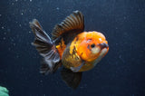 Thai Oranda  Tricolor 5.5 Inch (ID#415T6c-112)