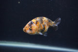 Baby Ranchu  Calico 3 Inch (ID#0103R9c-36) Free2Day SHIPPING