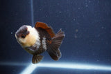 Short Body Thai Oranda  Panda 3 Inch (ID#1018To14b-75) Free2Day SHIPPING