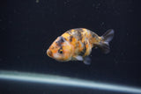 Baby Ranchu  Calico 3 Inch (ID#0103R9c-36) Free2Day SHIPPING