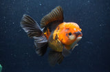 Thai Oranda  Tricolor 5.5 Inch (ID#415T6c-112)