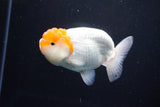 Juvenile Lionchu  Red White 4 Inch (ID#1115R2c-19) Free2Day SHIPPING