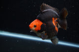 Ryukin  Red Black 4 Inch (ID#307Ry1a-104) Free2Day SHIPPING
