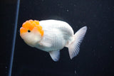 Juvenile Lionchu  Red White 4 Inch (ID#1115R2c-19) Free2Day SHIPPING