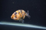 Baby Ranchu  Calico 3 Inch (ID#0103R9c-36) Free2Day SHIPPING