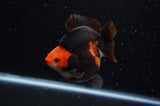 Ryukin  Red Black 4 Inch (ID#307Ry1a-104) Free2Day SHIPPING