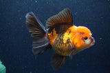 Thai Oranda  Tricolor 5.5 Inch (ID#415T6c-112)