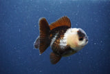 Short Body Thai Oranda  Panda 3 Inch (ID#1018To14b-75) Free2Day SHIPPING