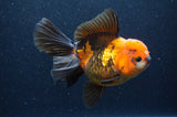 Thai Oranda  Tricolor 5.5 Inch (ID#415T6c-112)