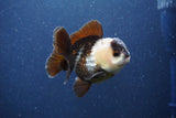 Short Body Thai Oranda  Panda 3 Inch (ID#1018To14b-75) Free2Day SHIPPING