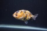 Baby Ranchu  Calico 3 Inch (ID#0103R9c-36) Free2Day SHIPPING