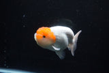 Juvenile Lionchu  Red White 4 Inch (ID#1115R2c-19) Free2Day SHIPPING