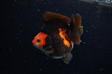 Ryukin  Red Black 4 Inch (ID#307Ry1a-104) Free2Day SHIPPING