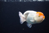 Juvenile Lionchu  Red White 4 Inch (ID#1115R2c-19) Free2Day SHIPPING