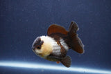 Short Body Thai Oranda  Panda 3 Inch (ID#1018To14b-75) Free2Day SHIPPING