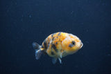 Baby Ranchu  Calico 3 Inch (ID#0103R9c-36) Free2Day SHIPPING