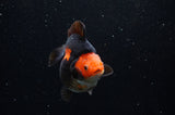 Ryukin  Red Black 4 Inch (ID#307Ry1a-104) Free2Day SHIPPING