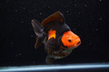 Ryukin  Red Black 4 Inch (ID#307Ry1a-104) Free2Day SHIPPING