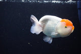 Juvenile Lionchu  Red White 4 Inch (ID#1115R2c-19) Free2Day SHIPPING