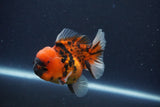 Short Body Thai Oranda  Calico 3.5 Inch (ID#1018To14b-76) Free2Day SHIPPING