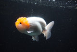 Juvenile Lionchu  Red White 4 Inch (ID#1115R2c-19) Free2Day SHIPPING