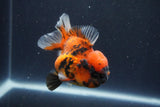 Short Body Thai Oranda  Calico 3.5 Inch (ID#1018To14b-76) Free2Day SHIPPING