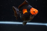 Ryukin  Red Black 4 Inch (ID#307Ry1a-104) Free2Day SHIPPING