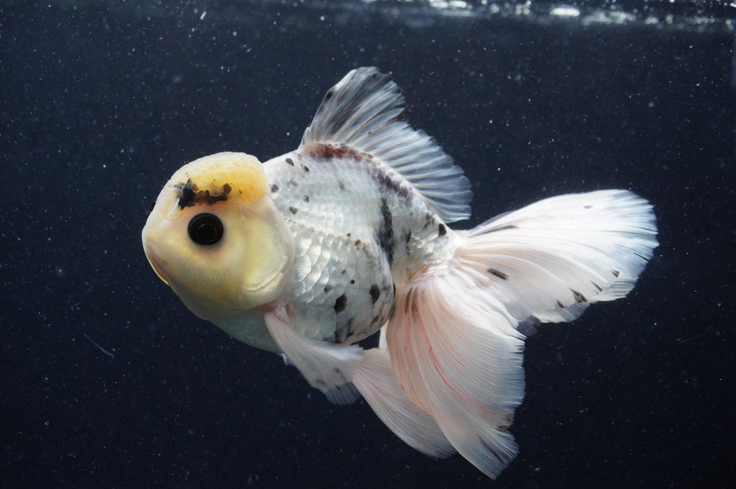 Thai Oranda  Panda 6 Inch (ID#415T6b-113) Please See Notes