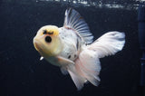 Thai Oranda  Panda 6 Inch (ID#415T6c-113)