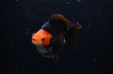Ryukin  Red Black 4 Inch (ID#307Ry1a-104) Free2Day SHIPPING