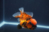 Short Body Thai Oranda  Calico 3.5 Inch (ID#1018To14b-76) Free2Day SHIPPING