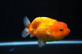 Juvenile Lionchu  Red White 3.5 Inch (ID#1115R11a-20) Free2Day SHIPPING