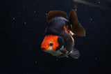 Ryukin  Red Black 4 Inch (ID#307Ry1a-104) Free2Day SHIPPING