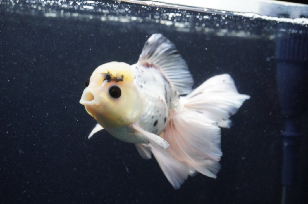 Thai Oranda  Panda 6 Inch (ID#415T6b-113) Please See Notes