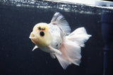 Thai Oranda  Panda 6 Inch (ID#415T6c-113)