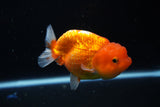 Juvenile Lionchu  Red White 3.5 Inch (ID#1115R11a-20) Free2Day SHIPPING