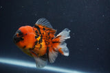 Short Body Thai Oranda  Calico 3.5 Inch (ID#1018To14b-76) Free2Day SHIPPING