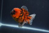 Short Body Thai Oranda  Calico 3.5 Inch (ID#1018To14b-76) Free2Day SHIPPING