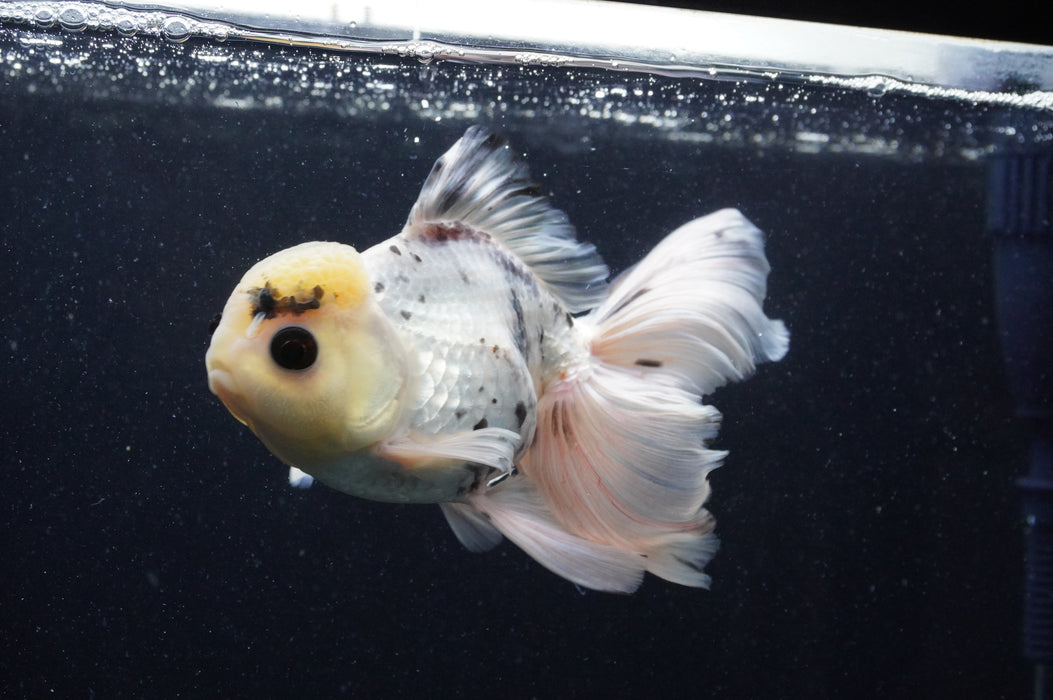 Thai Oranda  Panda 6 Inch (ID#415T6b-113) Please See Notes